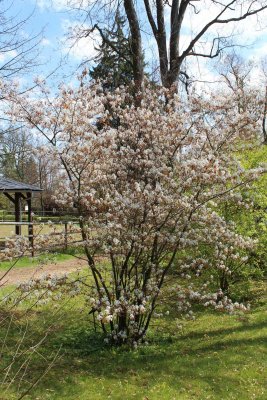 Amelanchier canadensis - muchovník kanadský - kvetoucí habitus